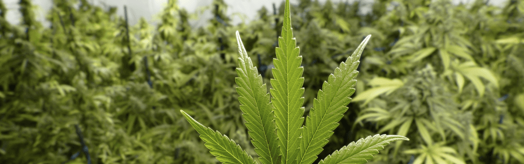 marijuana leaves