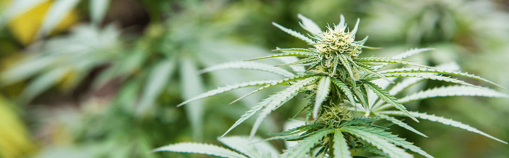 closeup of marijuana plant