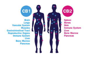 The Endocannabinoid System: What Is It & How Does It Work in Ohio?