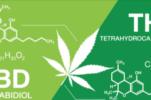 What CBD: THC Ratio Should I Use to Get the Best Effects?