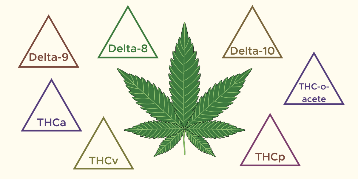 cannabis types infographic
