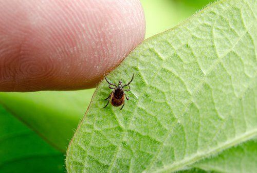 FL Sat Blog – Lyme Disease