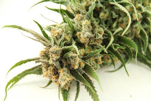 The Different Types of THC & Their Benefits