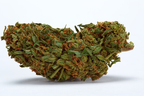 Buy Durban Poison Feminized Seeds Online - i49 USA