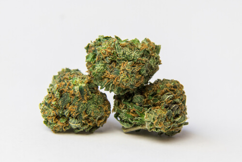 Strain Feature: Zskittlez (Florida Medical Marijuana)