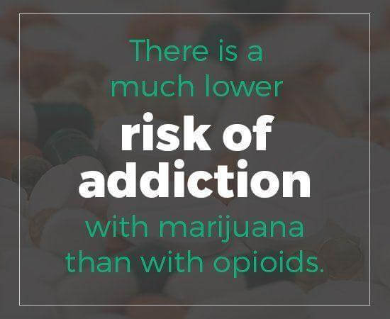 There is a much lower risk of addiction with marijuana than with opioids.