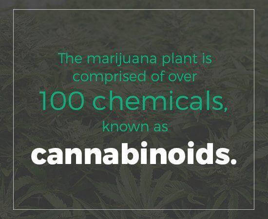 The marijuana plant is comprised of over 100 chemicals, known as cannabinoids.
