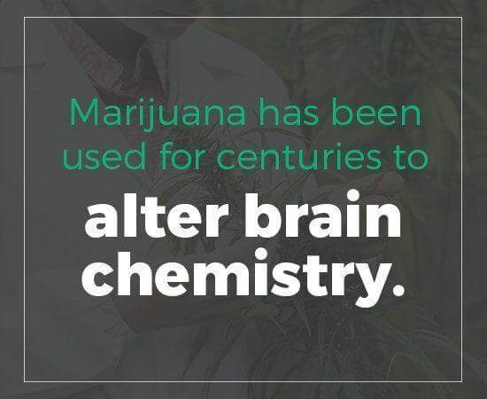 marijuana alter brain chemistry
