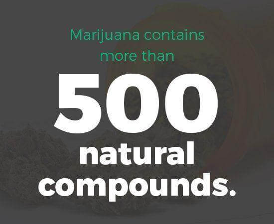 Marijuana contains more than 500 natural compounds.