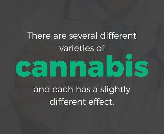 varieties of cannabis