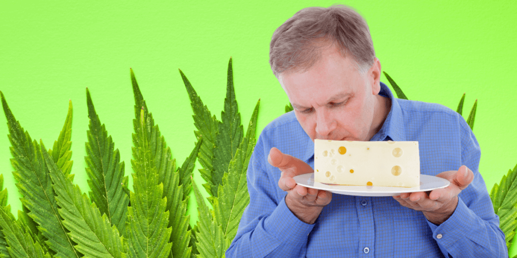 cheese strain cannabis