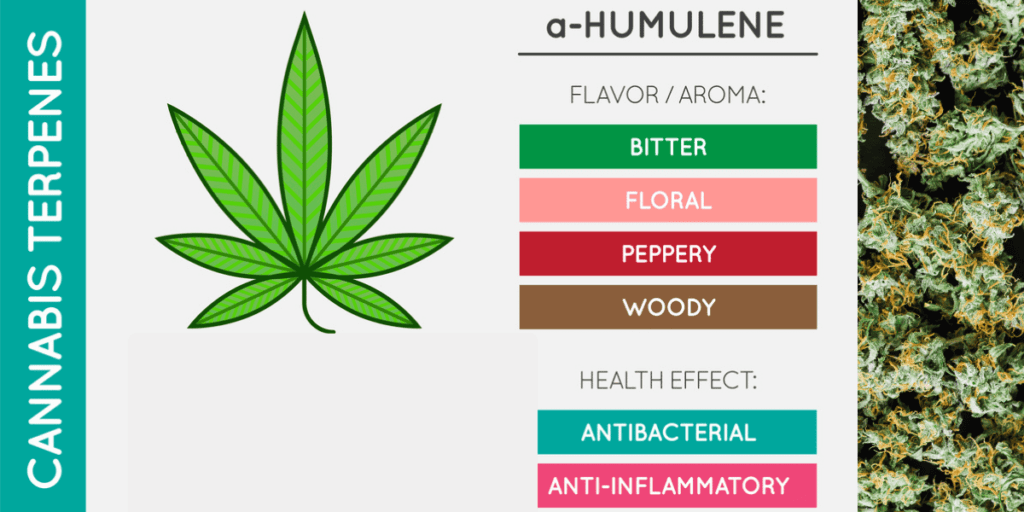 Humulene Terpene