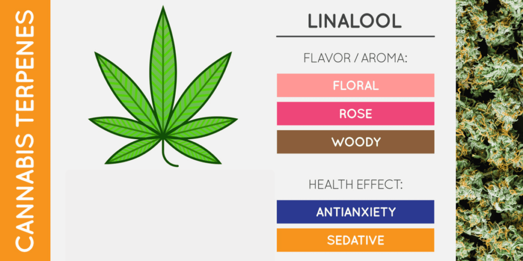 Linalool Terpene