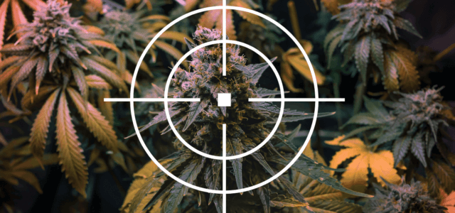 Cannabis-Terpenes-Health-DocMJ