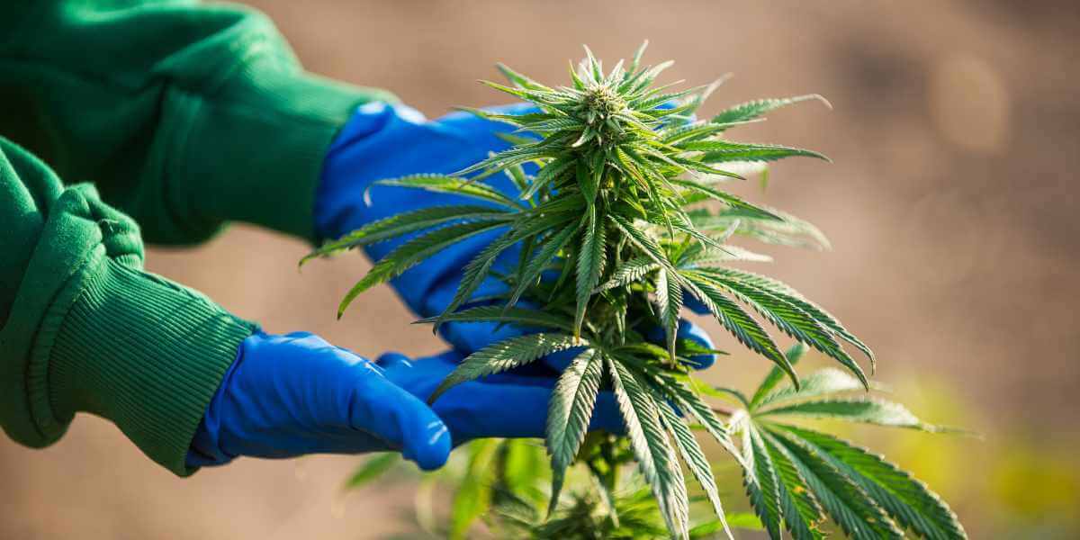 10 Interesting Facts About Growing Marijuana