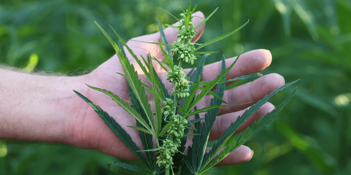 cannabis stem