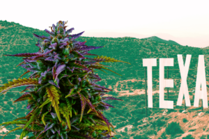 Understanding Texas Marijuana Laws