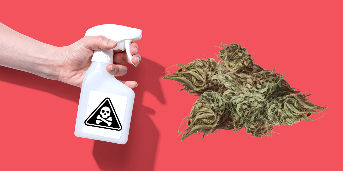 Uncovering the Secret Behind Fake Weed: How Spray Flower is Manufactured  