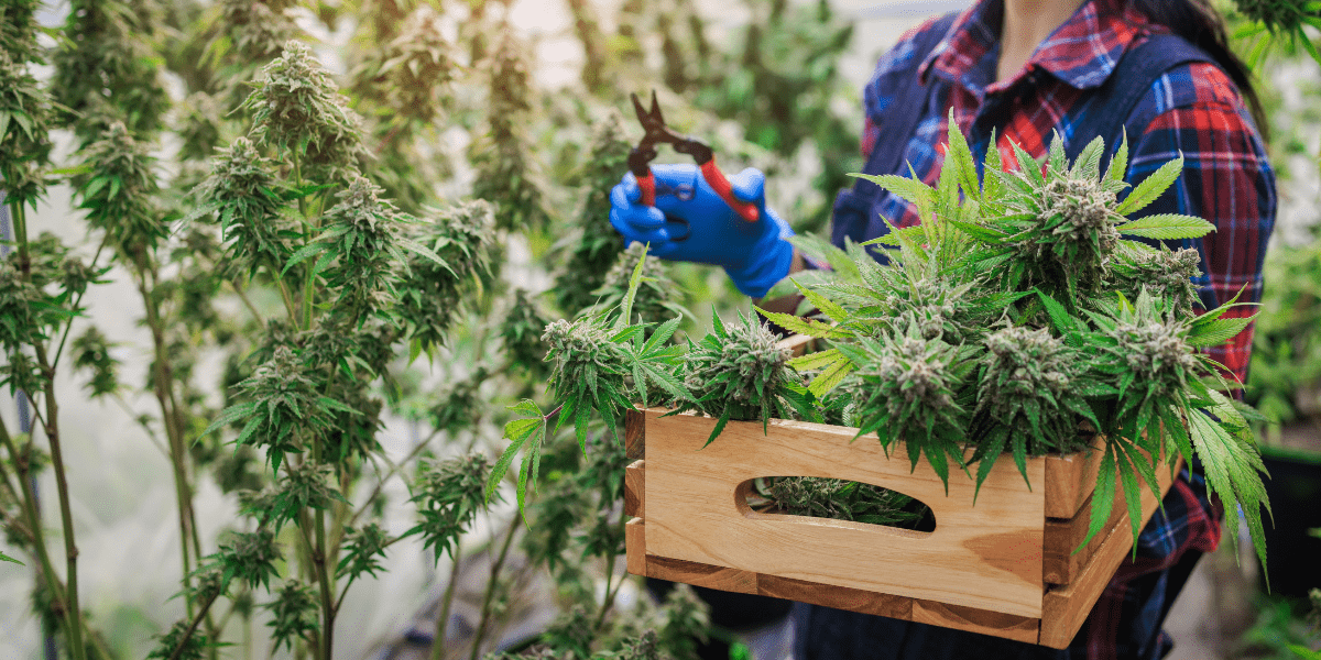 indoor grown cannabis
