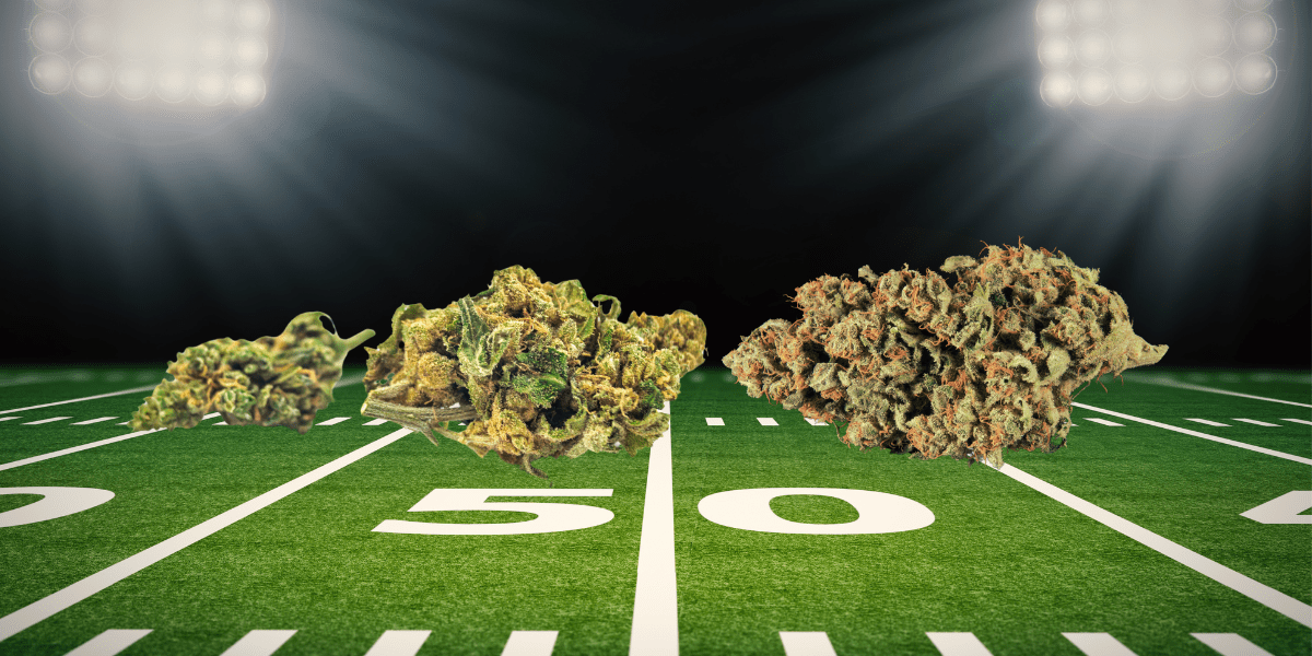 winning plays the top cannabis strains for super bowl 2024