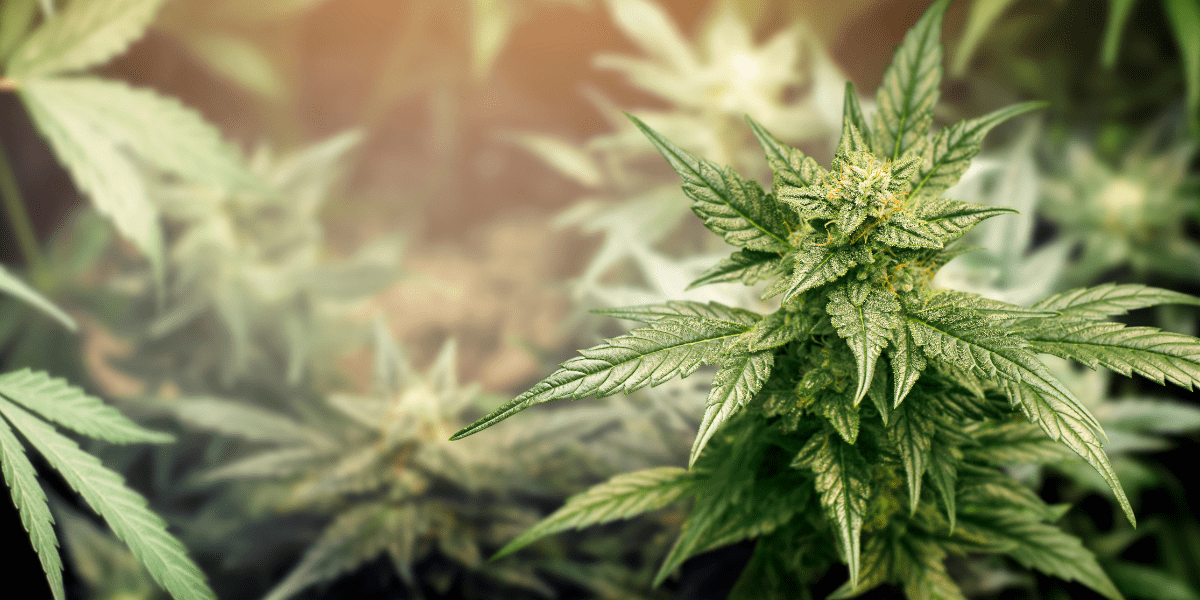 can felons get medical marijuana card